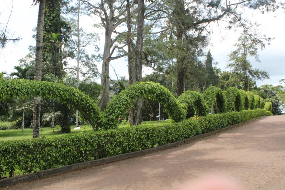 Read more about the article All you need to know about Aburi Botanical Gardens