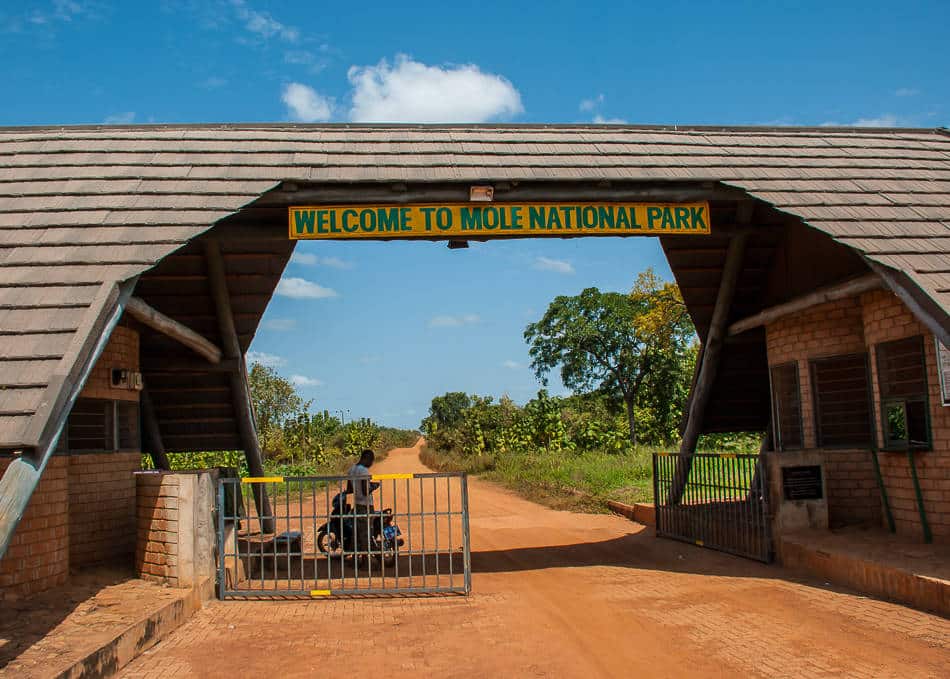 Read more about the article The Beauty of Mole National Park
