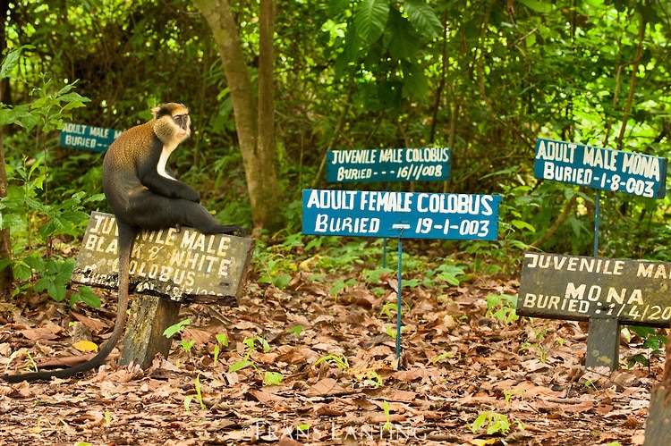 Read more about the article Boabeng Fiema Monkey Sanctuary