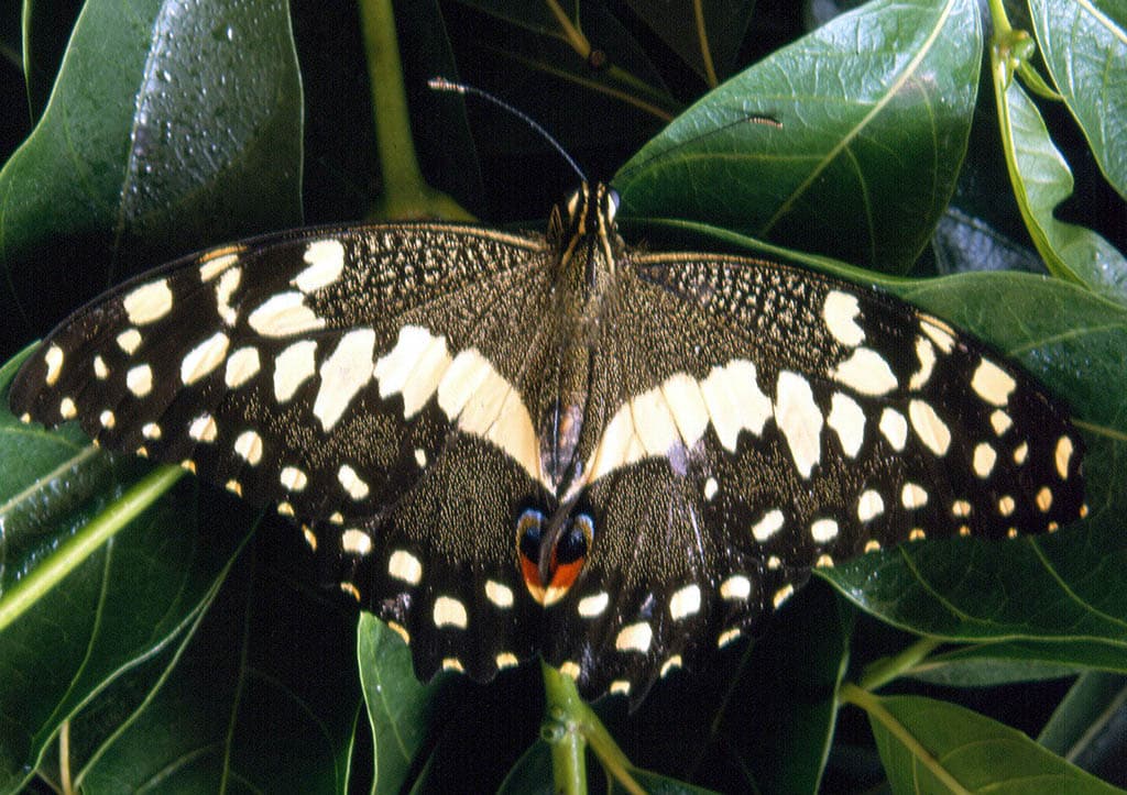 Read more about the article Bobiri Forest Reserve and Butterfly Sanctuary