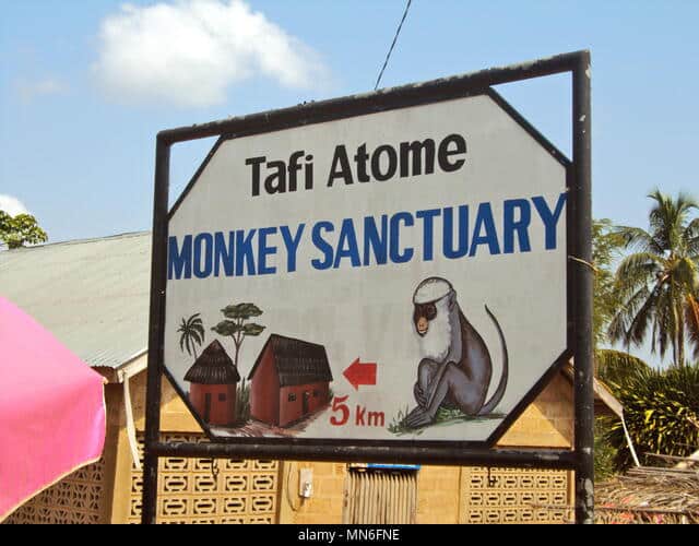 Read more about the article Tafi Atome Monkey Sanctuary