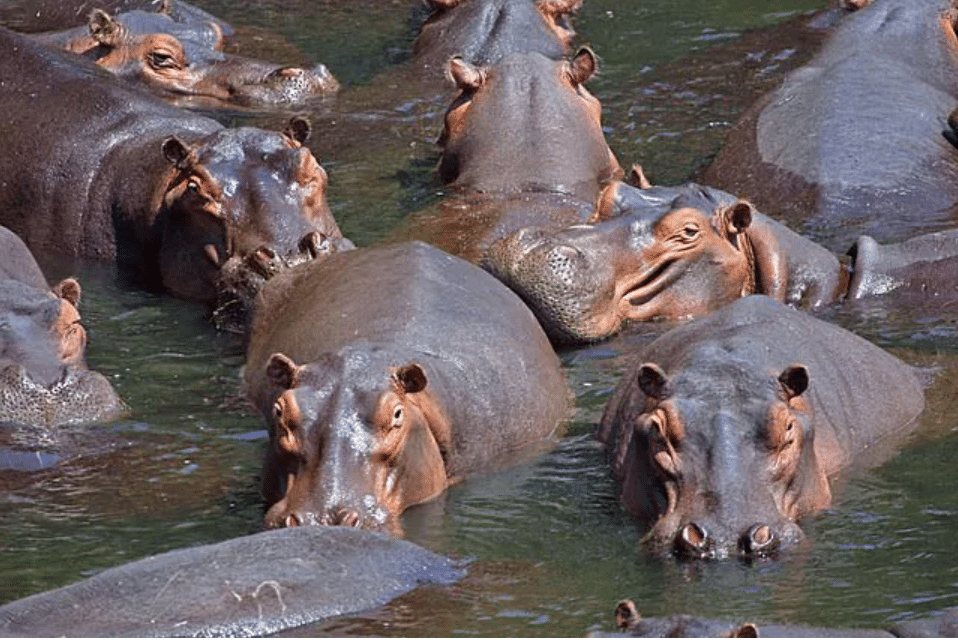 Wechiau Hippopotamus Sanctuary