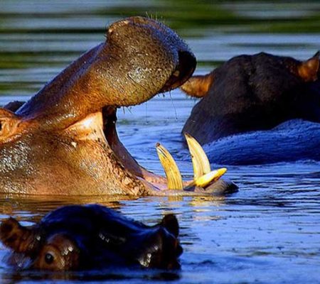 Wechiau-Hippopotamus-Sanctuary
